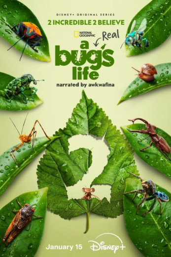 مسلسل A Real Bugs Life مترجم الموسم 2